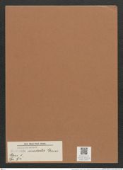 Navicula modesta Grun. (de-Toni-Nr.: Genus 1, Species 94) Zeichnungen Sammlung Grunow Mappe 00067 (Herbarium_W_Grunow_drawings_Folder_00067)